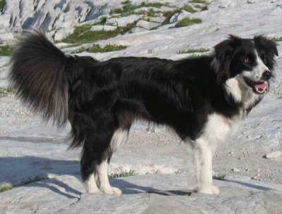 Pastore border collie