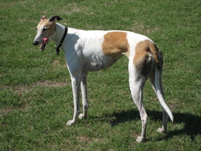 Levriero greyhound