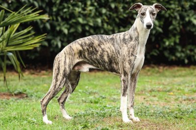 Levriero whippet