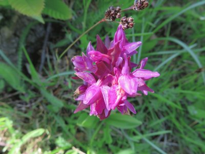 aquilegia cultivar