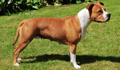 Terrier american stafforshire