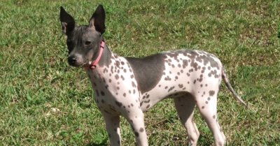 Terrier american hairless