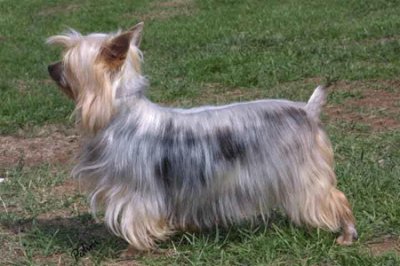 Terrier american silky