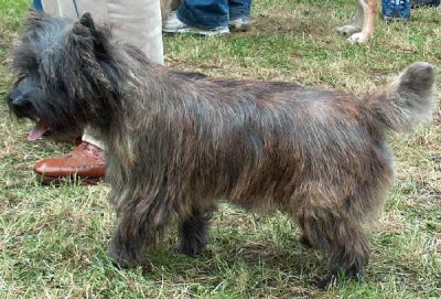 Terrier cairn