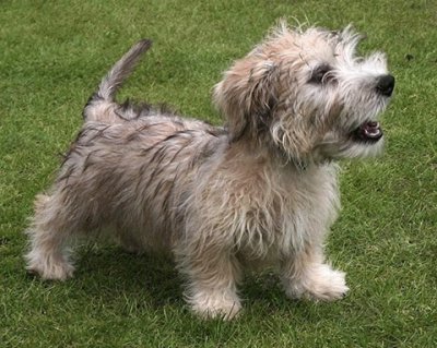 Terrier irish glen of imaal