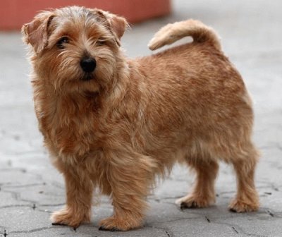 Terrier norfolk