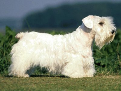 Terrier sealyam