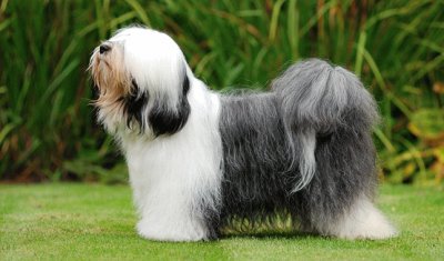 Terrier tibetan