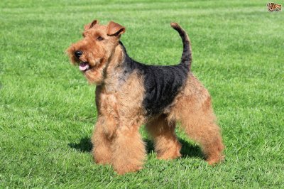 Terrier welsh