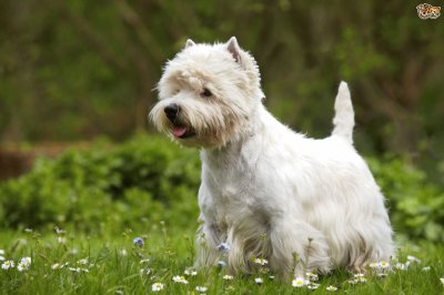 Terrier west highland white