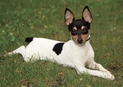 Terrier toy fox