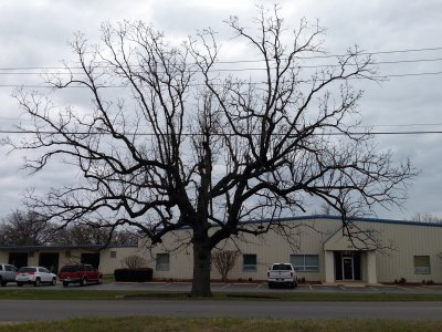 A beautifully bare tree