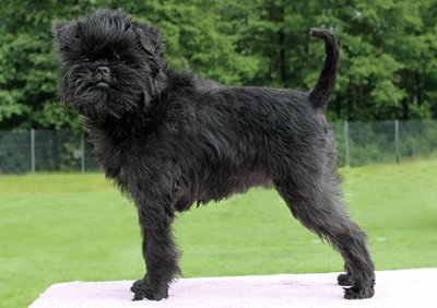 Affenpinscher