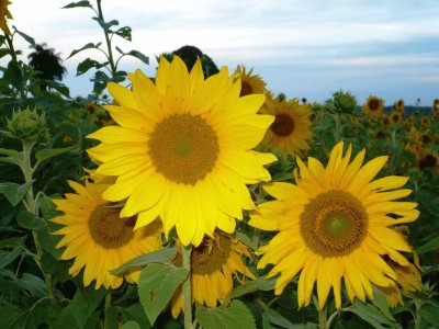 Girasoles