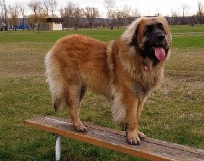 Leonberger