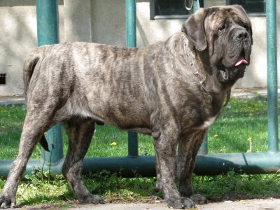 Mastiff