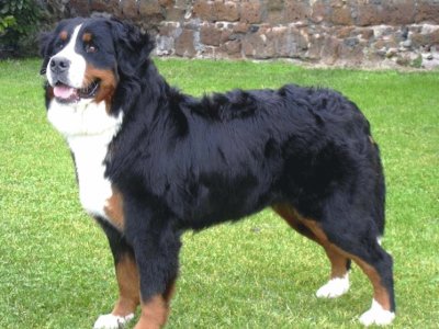 Bovaro del bernese