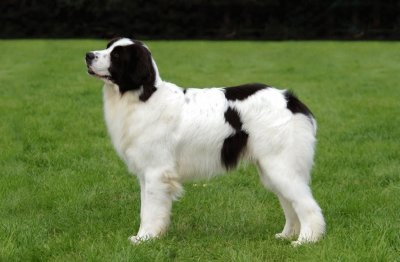 Landseer