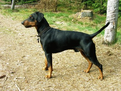 Pinscher