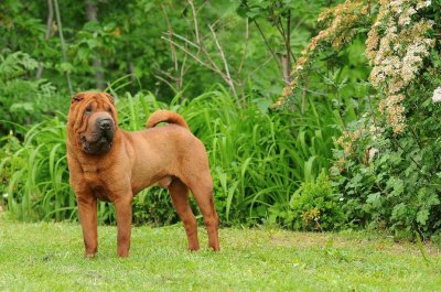 shar pei