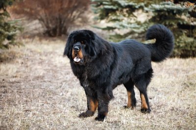 Tibetan mastiff