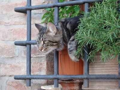 Torrita di Siena