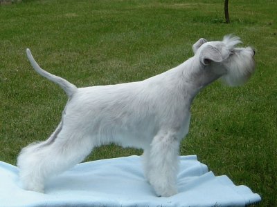 Zwergschnauzer bianco