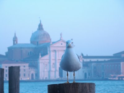 Venezia