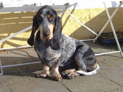 Basset blue de gascogne