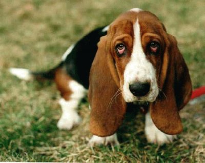 Bassethound