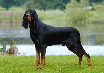 Black and tan coonhound