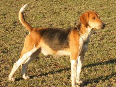 Beagle harrier