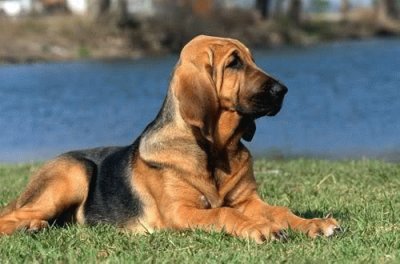 Bloodhound