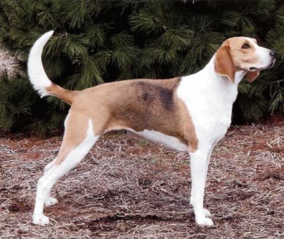 Foxhound inglese