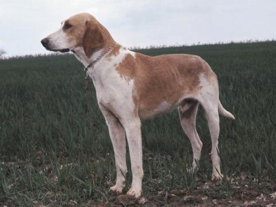 Grand anglo francais blanc et orange