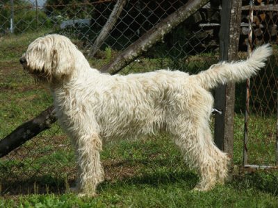 Grand basset griffon vendeen