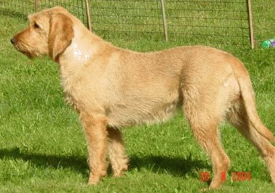 Griffon fauve de bretagne