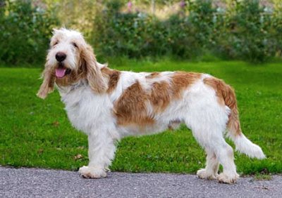 Petit basset griffon vendeen