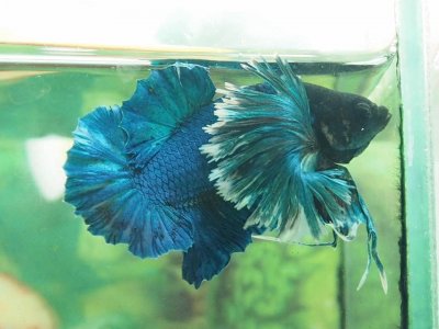 betta