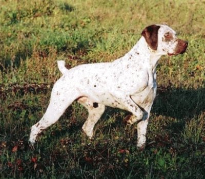 Bracco del borbonnese