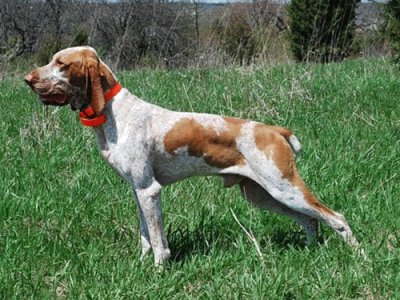 Bracco italiano