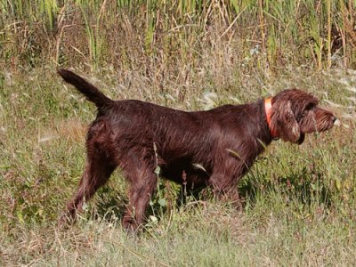 Pudel pointer