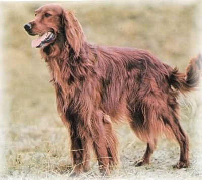 Setter irlandese rosso