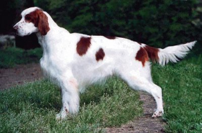 Setter irlandese rosso e bianco