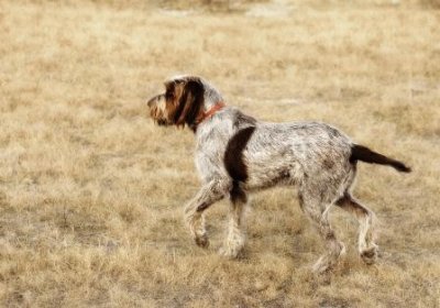 Spinone italiano