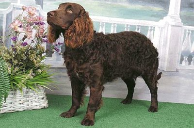 American water spaniel