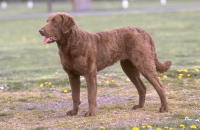 Chesa peacke bay retriever