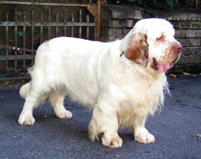 Clumber spaniel