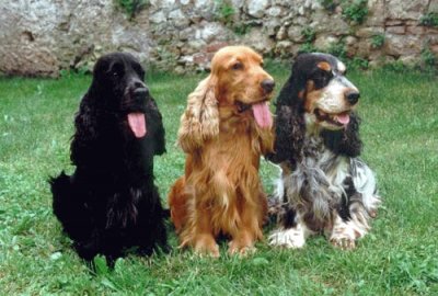 Cocher spaniel inglese