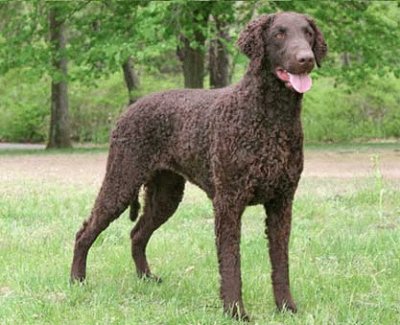 Curly coated retriever